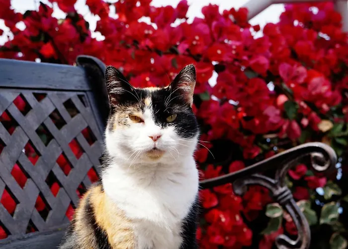 卡萨达斯普罗提斯酒店 4*